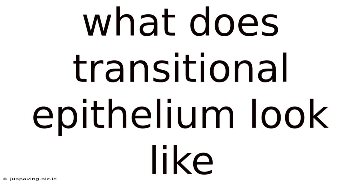 What Does Transitional Epithelium Look Like
