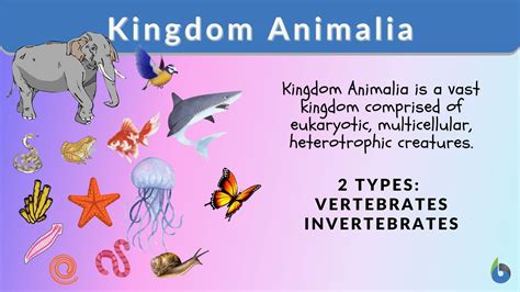 What Domain Is Kingdom Animalia In