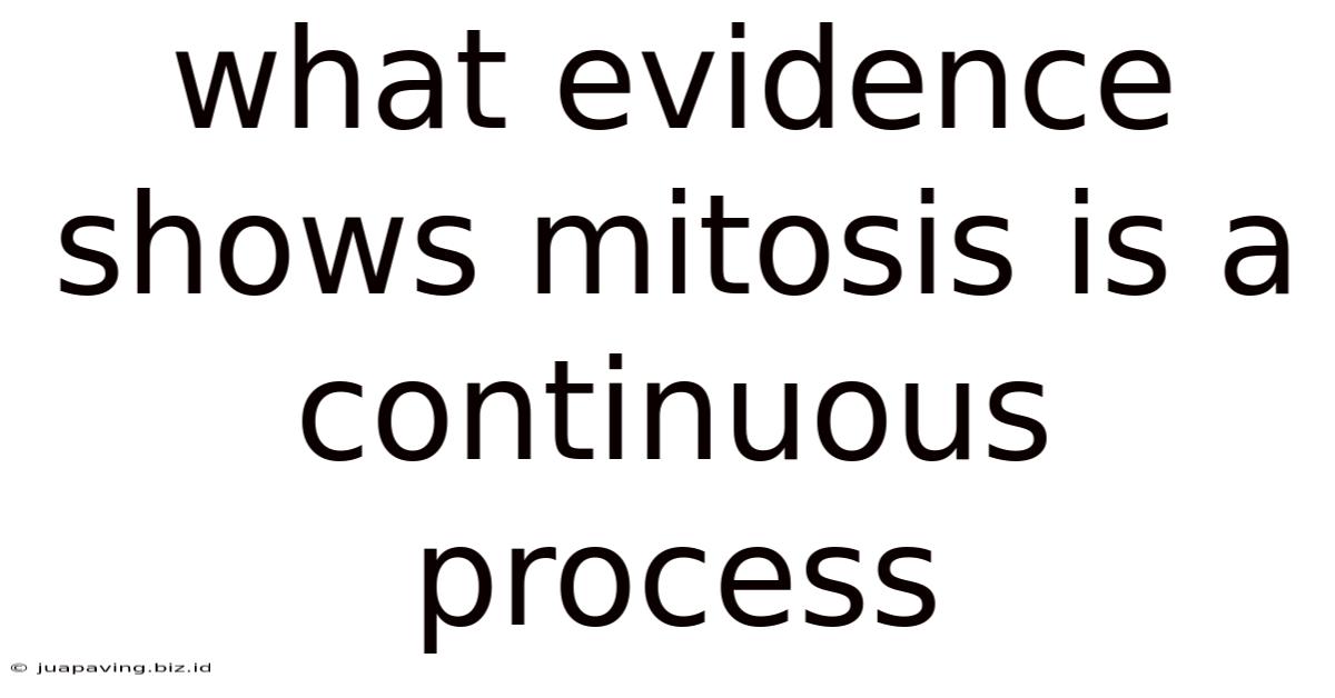 What Evidence Shows Mitosis Is A Continuous Process