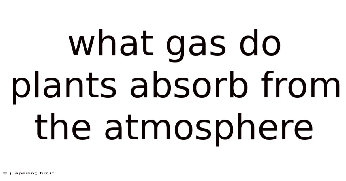 What Gas Do Plants Absorb From The Atmosphere