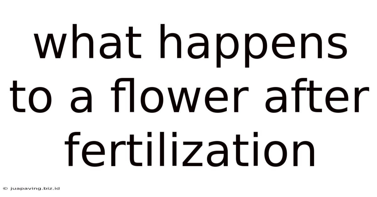 What Happens To A Flower After Fertilization