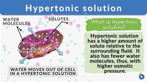 What Happens To An Animal Cell In A Hypertonic Solution