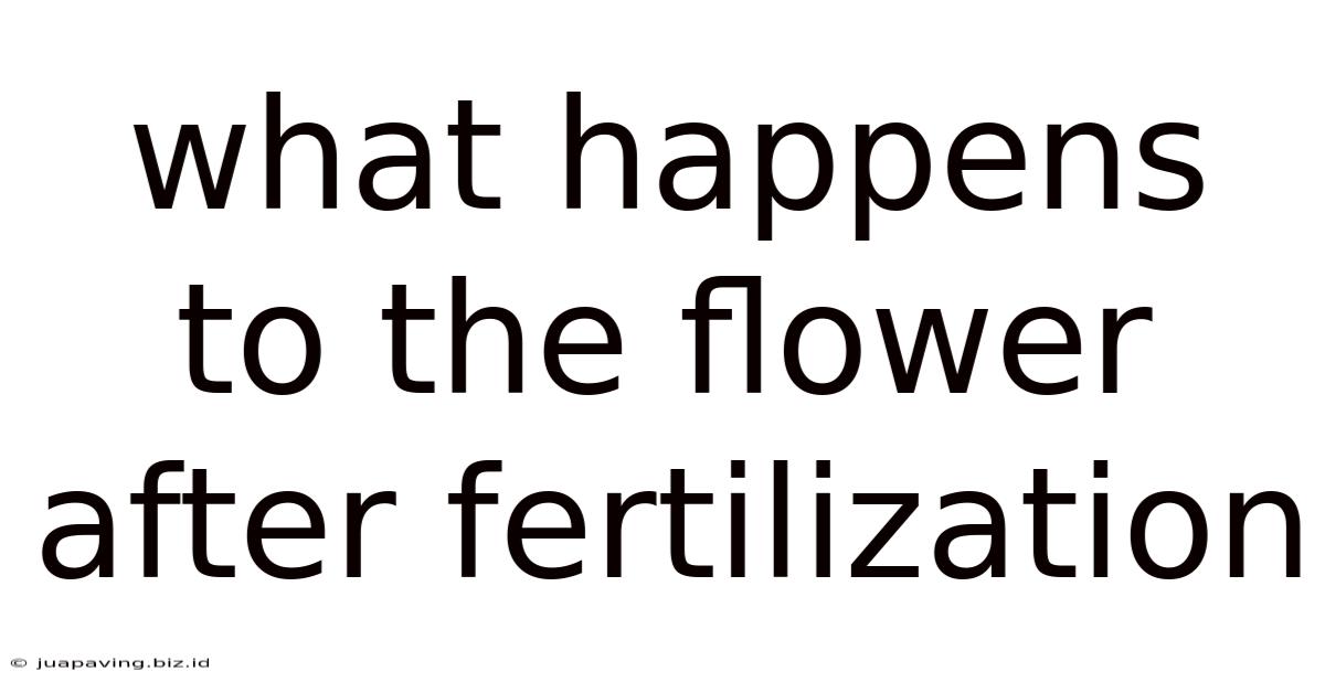 What Happens To The Flower After Fertilization
