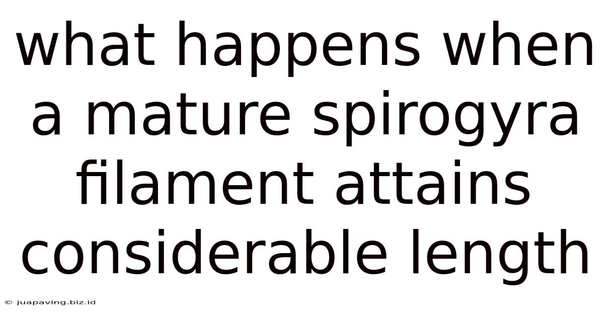 What Happens When A Mature Spirogyra Filament Attains Considerable Length