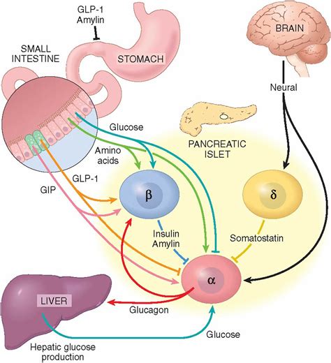 What Hormone Is The Primary Antagonist Of Glucagon