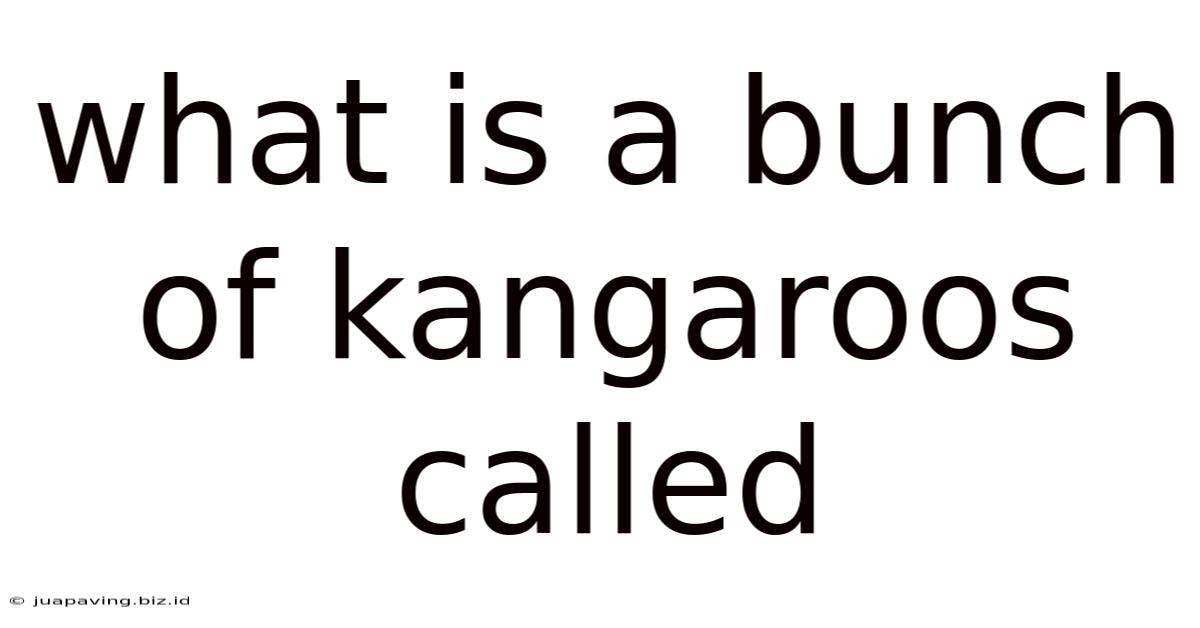 What Is A Bunch Of Kangaroos Called