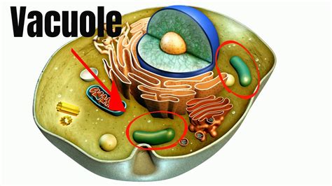 What Is A Function Of A Vacuole