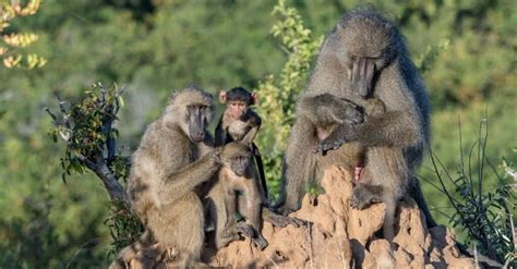 What Is A Group Of Baboons Called