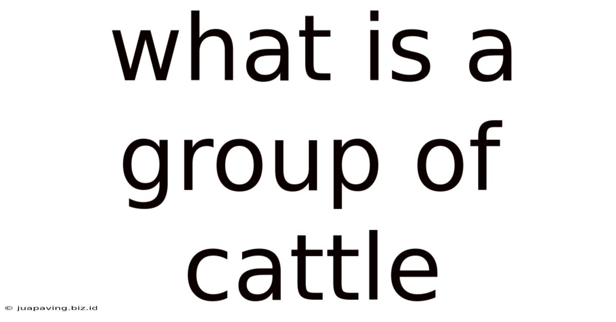 What Is A Group Of Cattle