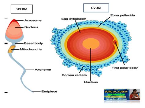 What Is A Group Of Cells Called