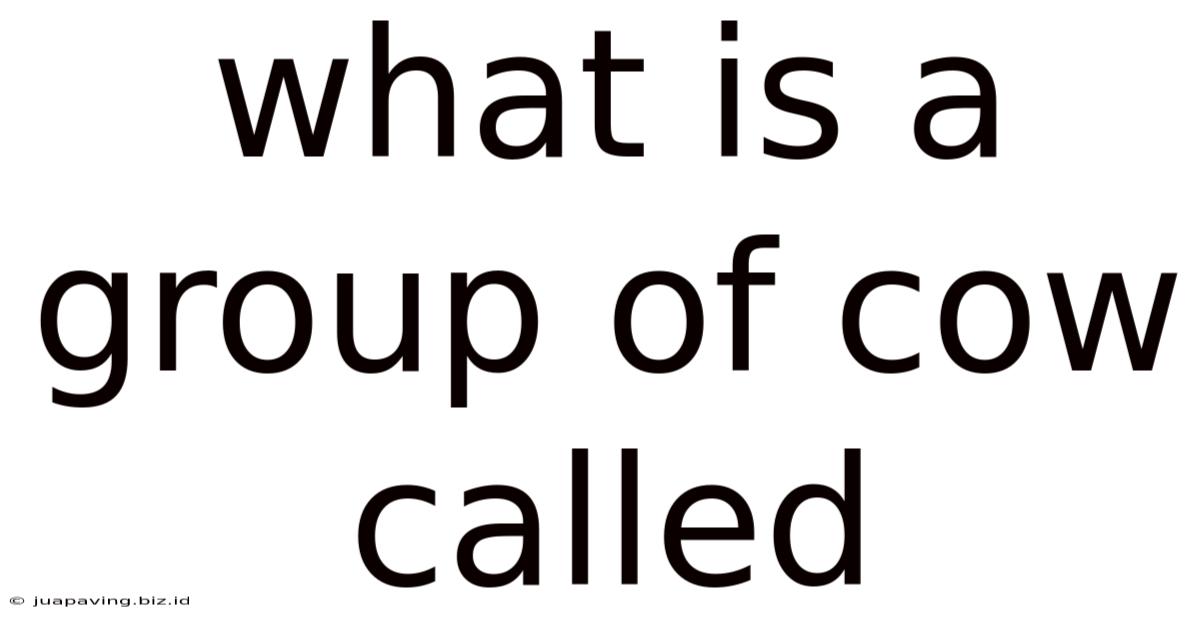 What Is A Group Of Cow Called