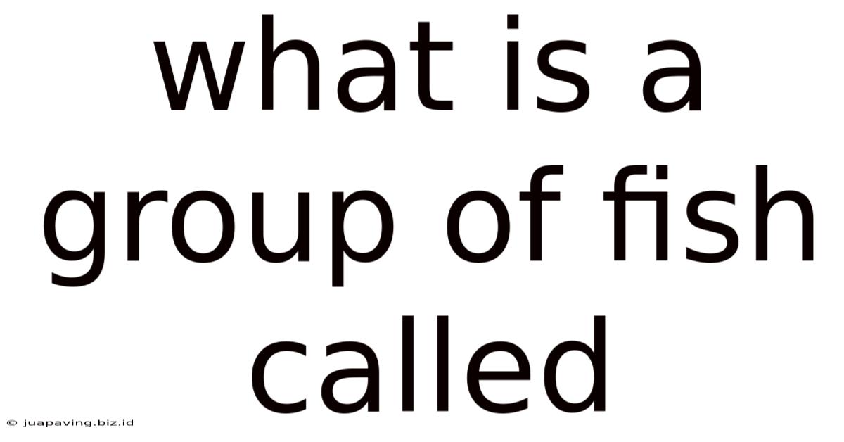 What Is A Group Of Fish Called