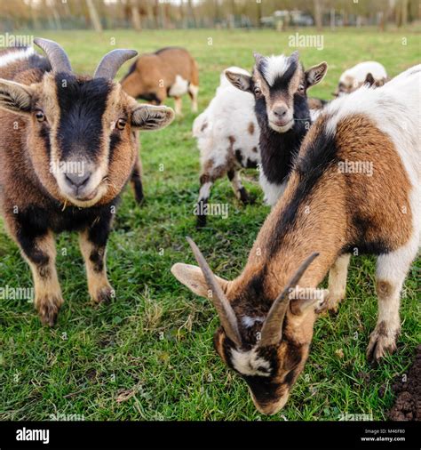 What Is A Group Of Goats