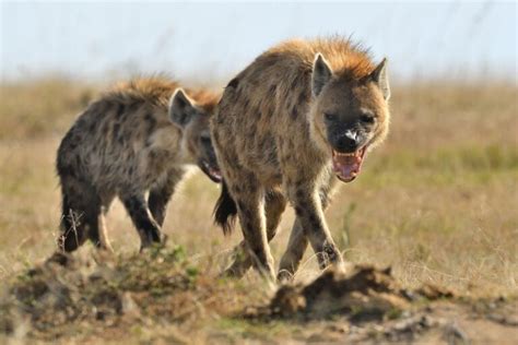 What Is A Group Of Hyenas Called