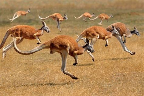 What Is A Group Of Kangaroos Called