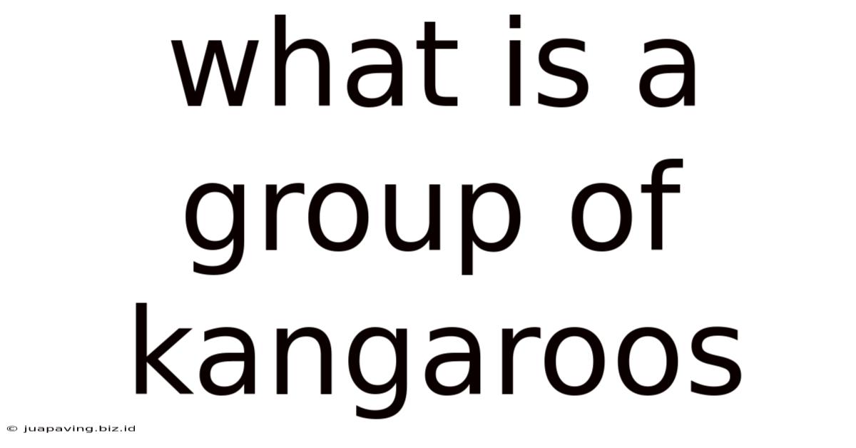 What Is A Group Of Kangaroos
