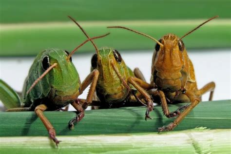 What Is A Group Of Locusts Called