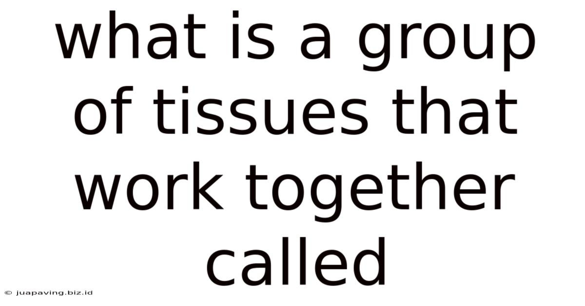What Is A Group Of Tissues That Work Together Called