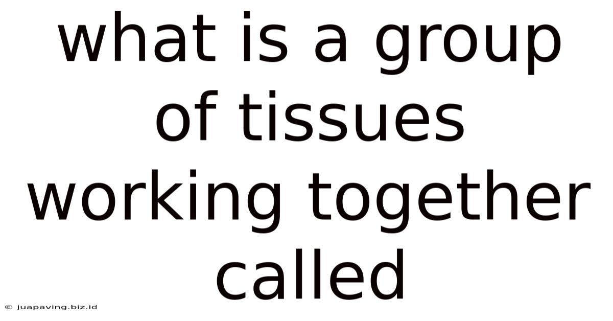 What Is A Group Of Tissues Working Together Called