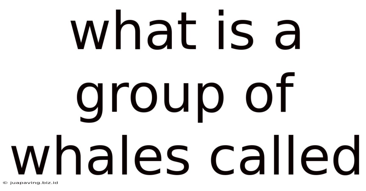 What Is A Group Of Whales Called