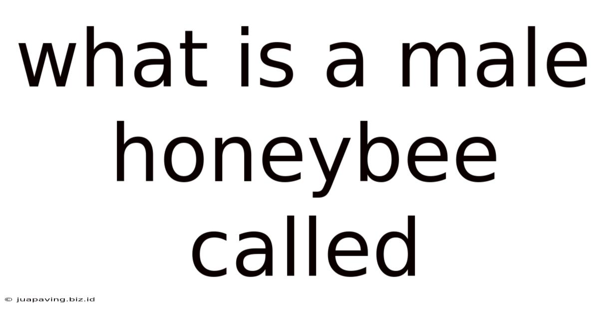 What Is A Male Honeybee Called