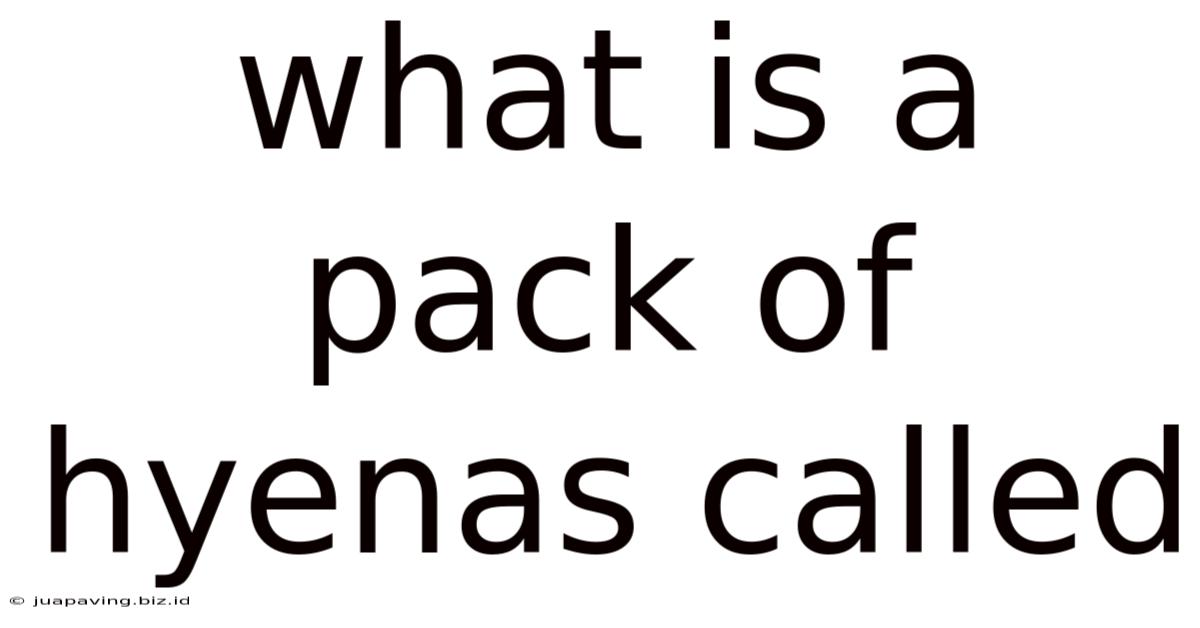What Is A Pack Of Hyenas Called