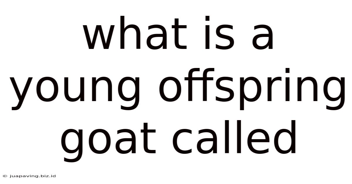 What Is A Young Offspring Goat Called