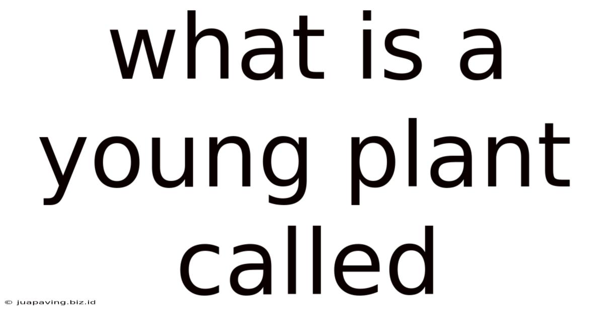 What Is A Young Plant Called