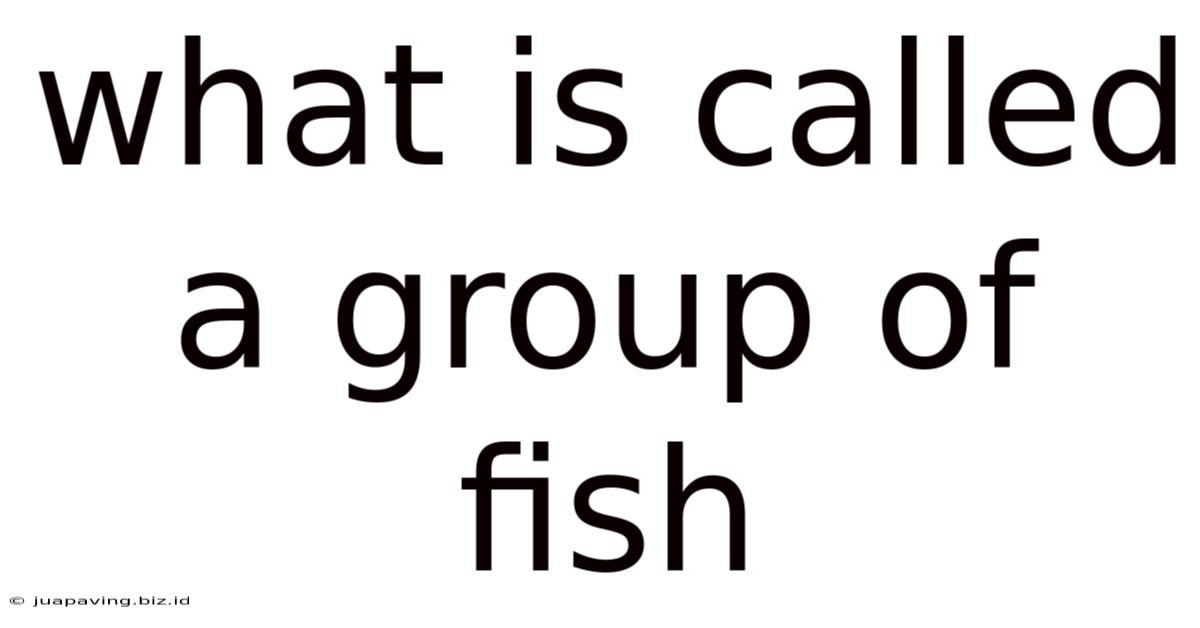 What Is Called A Group Of Fish
