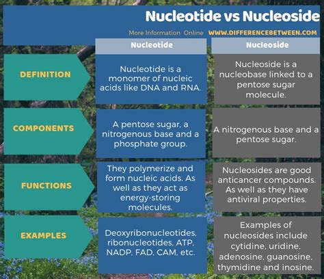 What Is Difference Between Nucleoside And Nucleotide