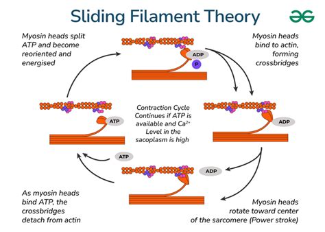 What Is Explained By The Sliding Filament Theory