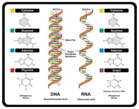 What Is Found In Both Dna And Rna