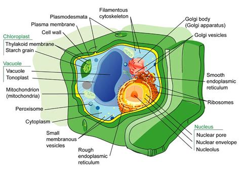 What Is Found Only In Plant Cells