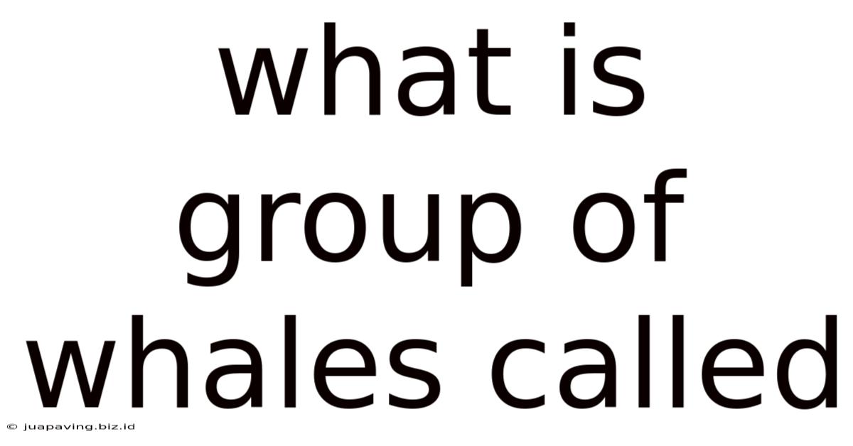 What Is Group Of Whales Called
