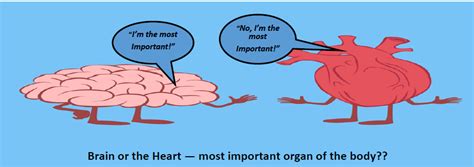 What Is More Important Heart Or Brain