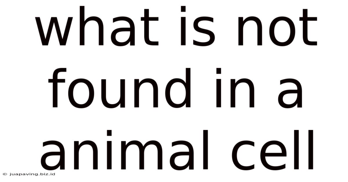 What Is Not Found In A Animal Cell