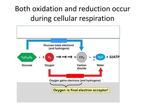 What Is Oxidized And Reduced In Cellular Respiration