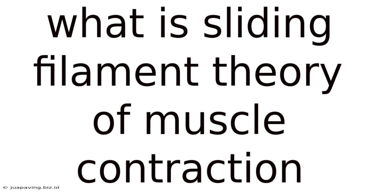 What Is Sliding Filament Theory Of Muscle Contraction
