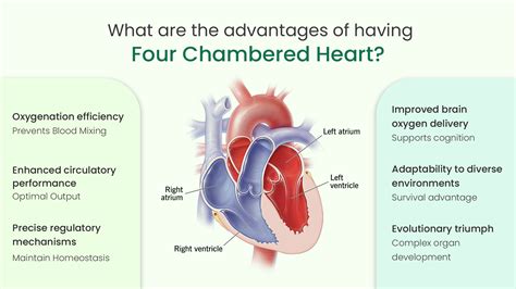 What Is The Advantage Of Having Four Chambered Heart