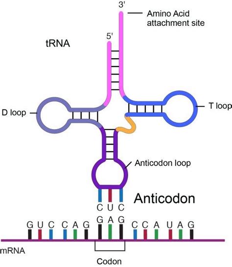 What Is The Anticodon For Cca