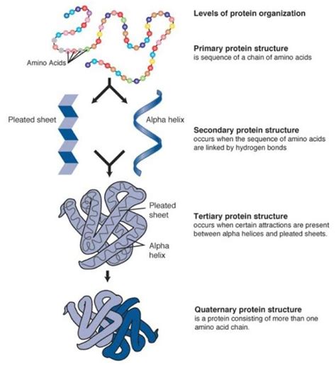 What Is The Basic Unit Of A Protein