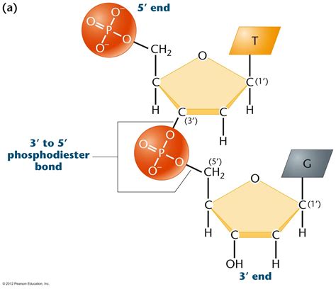 What Is The Charge Of Dna