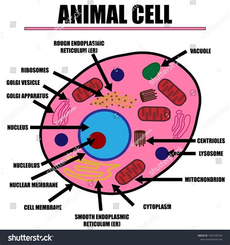 What Is The Color Of An Animal Cell