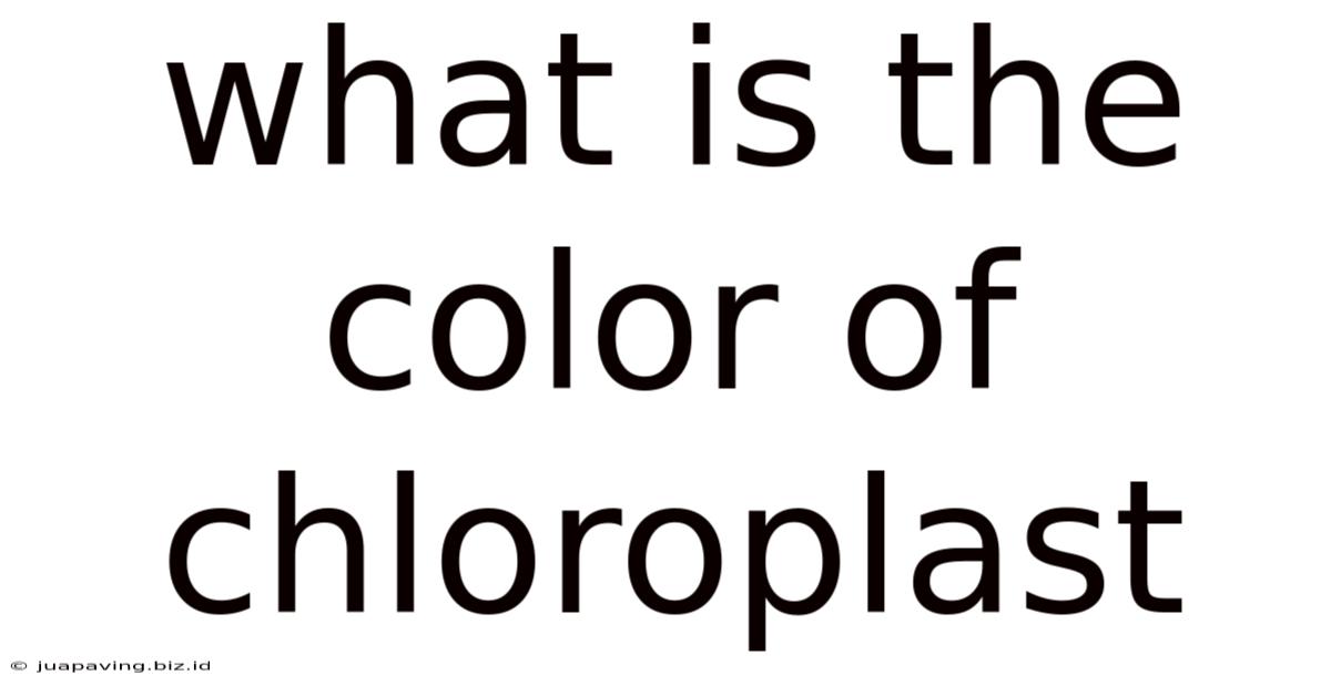 What Is The Color Of Chloroplast