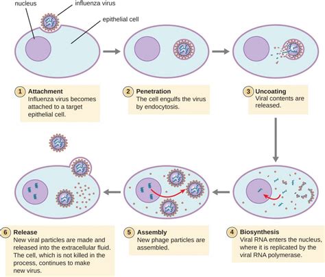 What Is The Correct Sequence Of Events In Viral Reproduction