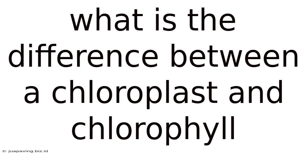 What Is The Difference Between A Chloroplast And Chlorophyll