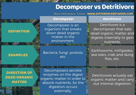 What Is The Difference Between A Detritivore And A Decomposer