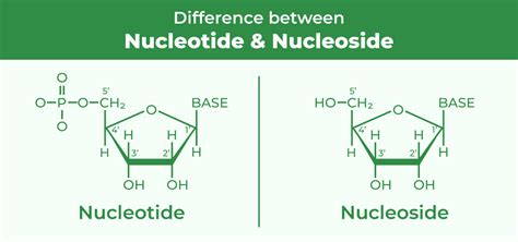 What Is The Difference Between A Nucleotide And A Nucleoside