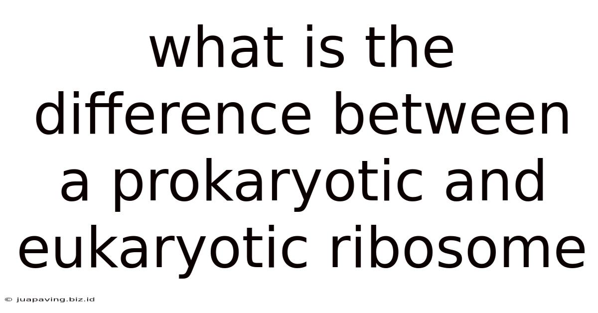 What Is The Difference Between A Prokaryotic And Eukaryotic Ribosome