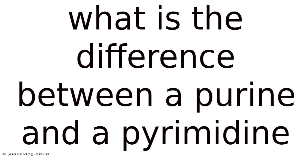 What Is The Difference Between A Purine And A Pyrimidine